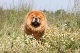CHOW CHOW 136